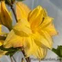 Rododendron YELLOW POM POM